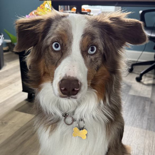 Portrait du chien de notre directrice